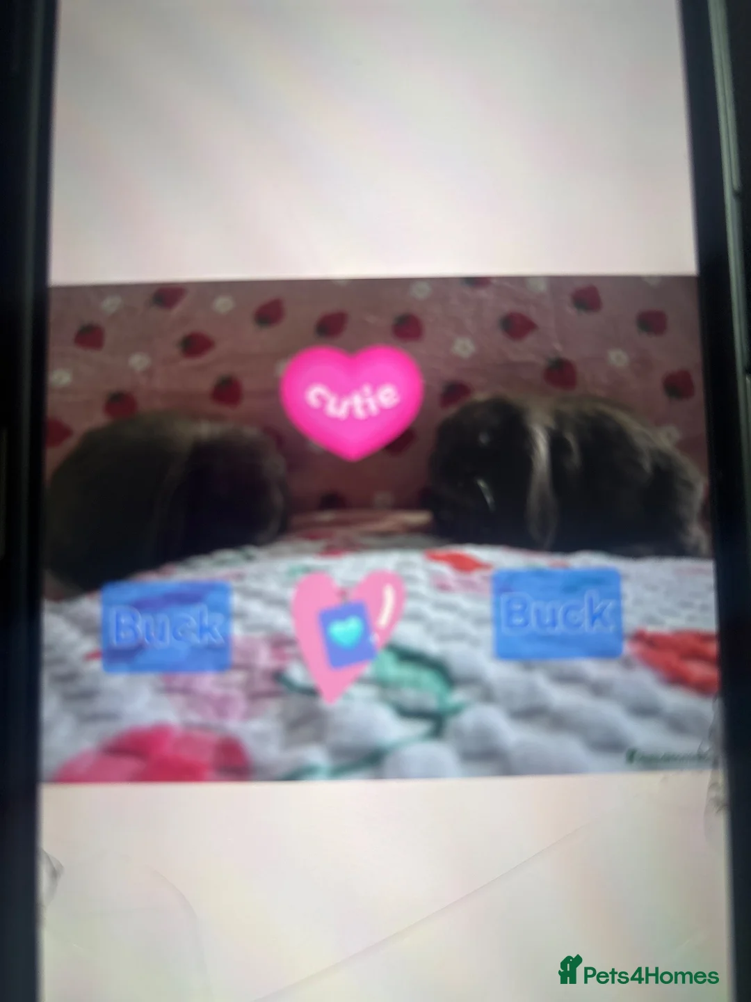 Mini Lop rabbits for sale: 2 buck rabbits  - Advert 2