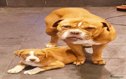 Mixed Breed dogs for sale: Dogue De Bordeaux X. House & Bsc obedience trained - Image 7