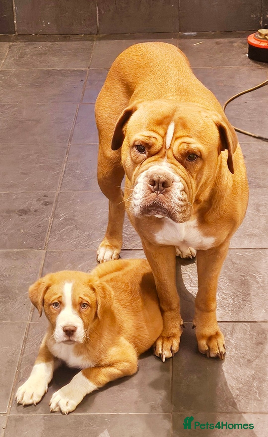 Mixed Breed dogs for sale: Dogue De Bordeaux X. House & Bsc obedience trained - Image 7