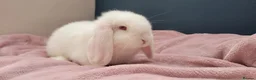 Mini Lop rabbits for sale: Incredibly friendly Mini Lop babies for sale in Towcester - Advert 2