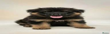 German Shepherd 4 blue 