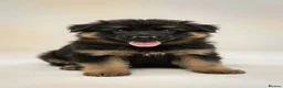 German Shepherd dogs for sale: German Shepherd Puppies – Healthy, Socialised  - Advert 15