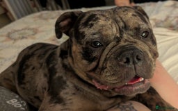 Mixed Breed dogs for sale: Beautiful pups with stunning markings  - Image 9