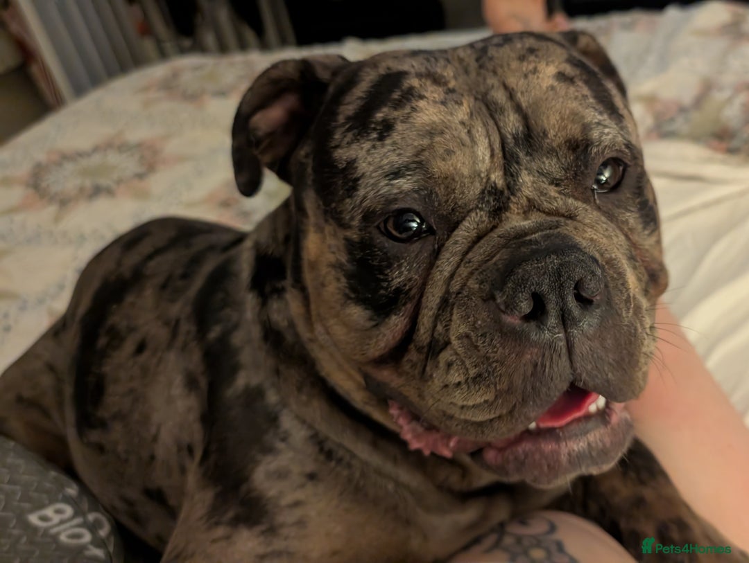 Mixed Breed dogs for sale: Beautiful pups with stunning markings  - Image 9