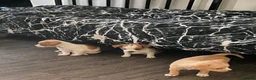 Jack Chi dogs for sale: 3 beautifully puppies for sale in London - Advert 8