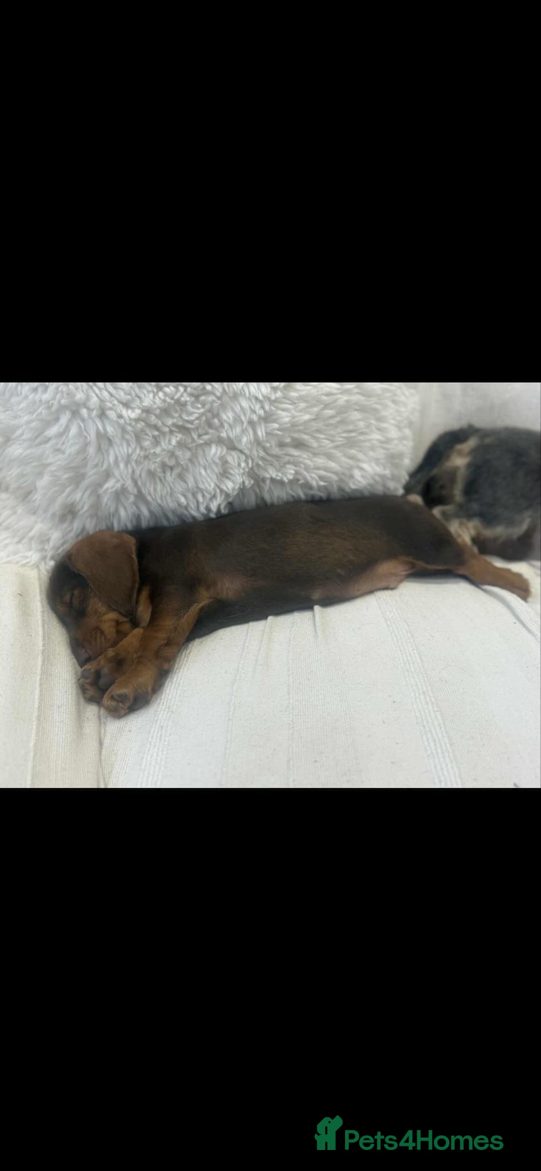 Dachshund dogs for sale: Stunning wired hair mini daxis  - Image 9