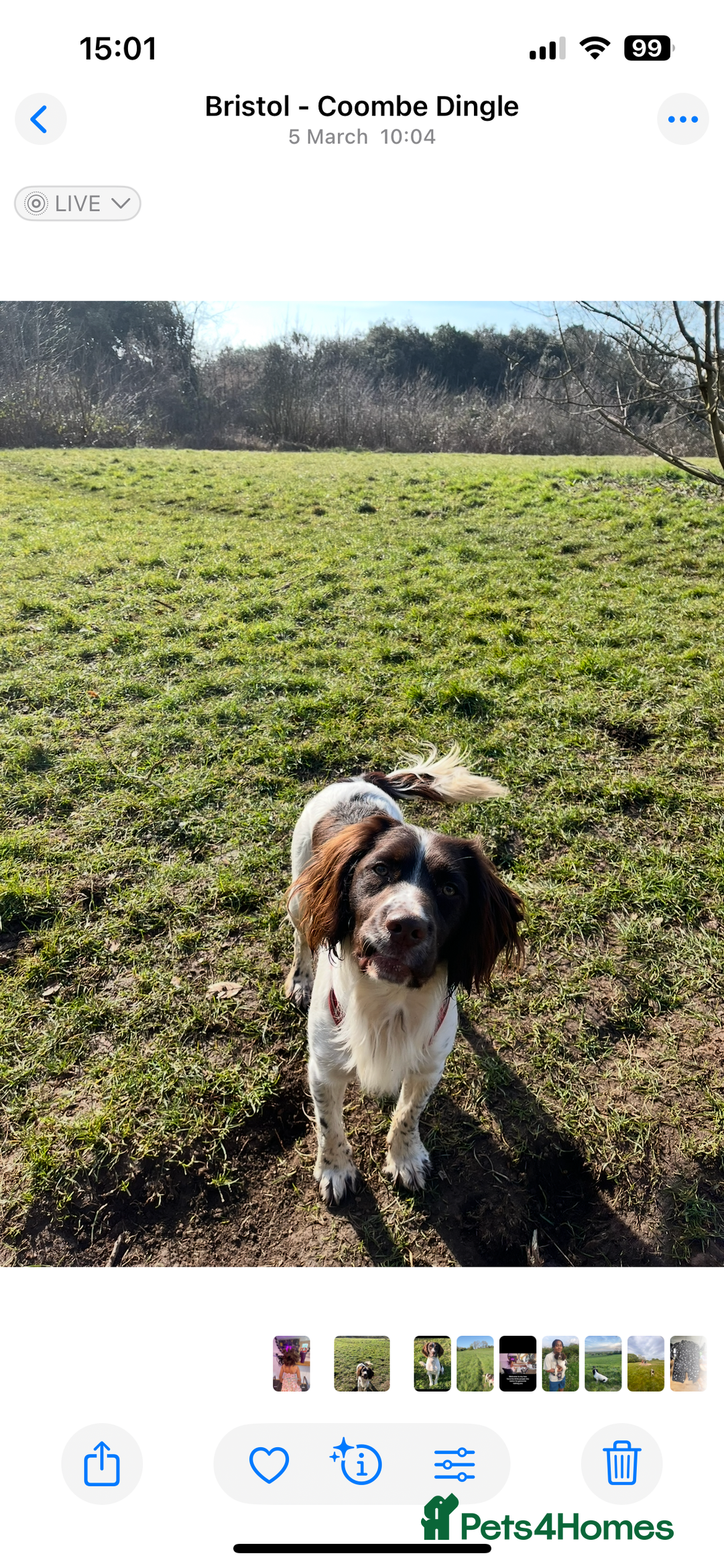 Sprocker dogs for sale: Beautiful spaniel dog - Advert 2