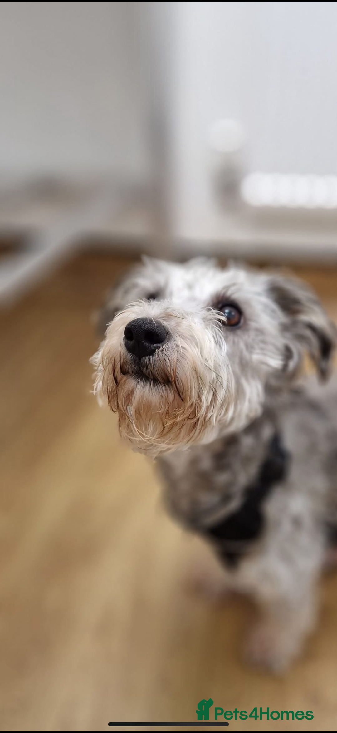 Mixed Breed dogs for sale: Mixed breed puppy for sale - Advert 2