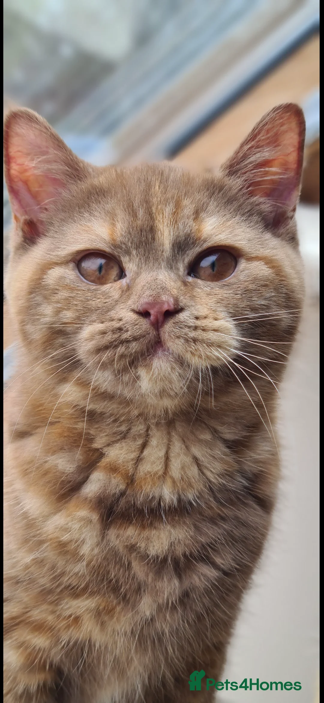 British Shorthair cats for sale: Nelly and Honey looking for forever home  - Advert 2