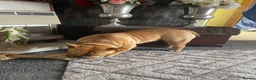 Old Tyme Bulldog dogs for sale: Old English bulldogge dog - Advert 5
