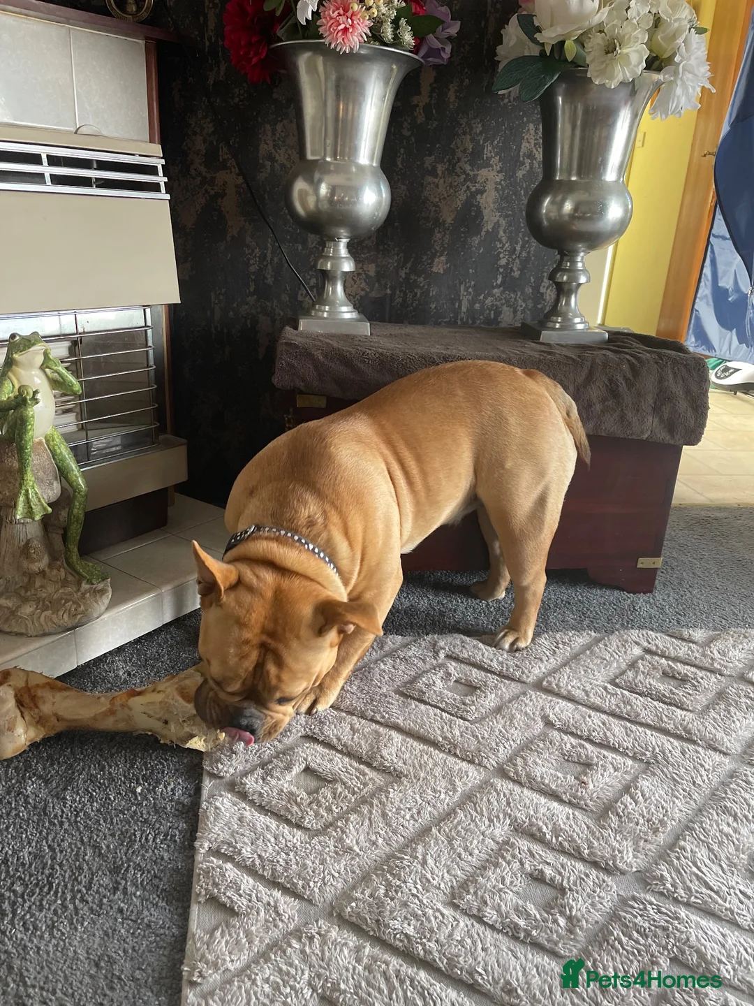 Old Tyme Bulldog dogs for sale: Old English bulldogge dog - Advert 5