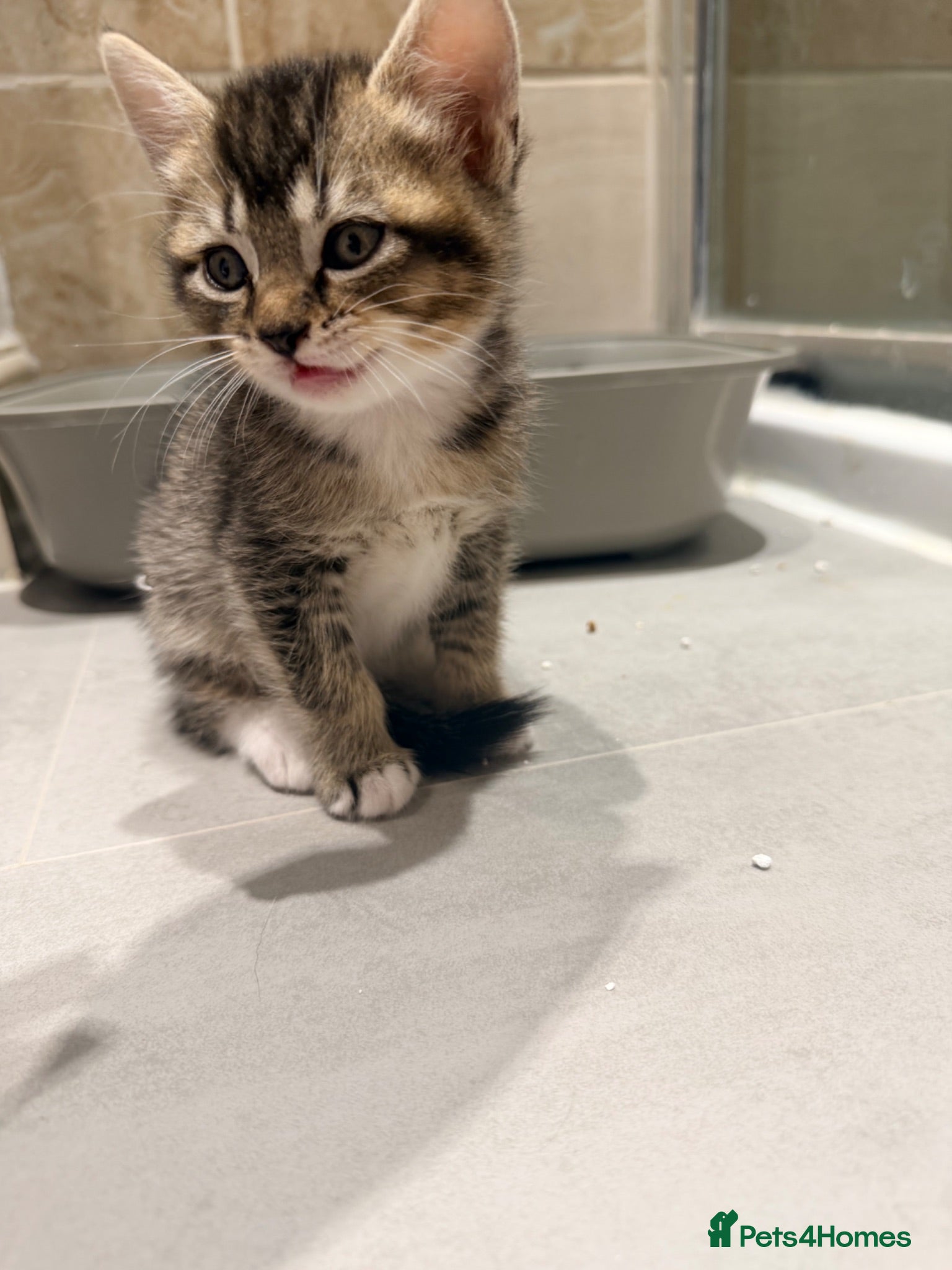 Scottish Fold cats  Scottish Fold kittens are looking for homes! - Advert 20