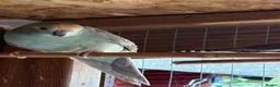 Parakeets birds for sale: Kakariki breeding pair - Advert 2
