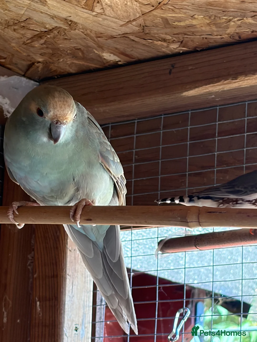Parakeets birds for sale: Kakariki breeding pair - Advert 2