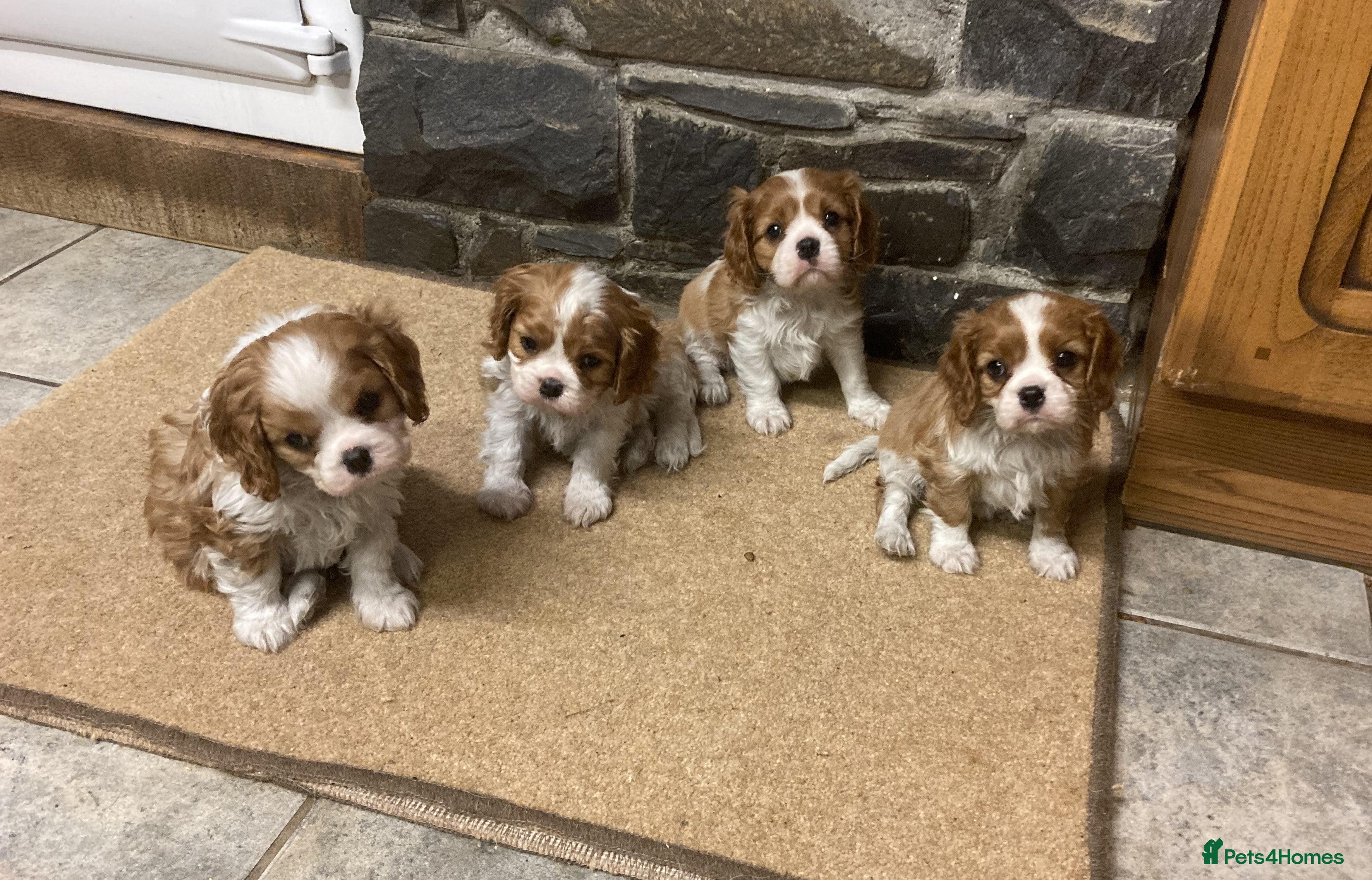 Cavalier King Charles Spaniel dogs Super KC blenheim pups - health tested parents - Advert 12