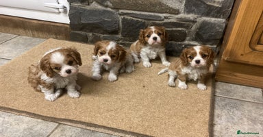 Cavalier King Charles Spaniel dogs Super KC blenheim pups - health tested parents - Advert 1