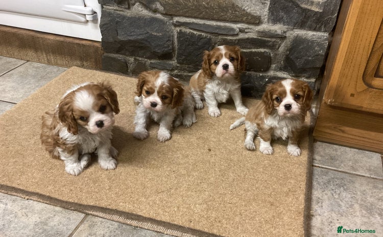 Cavalier King Charles Spaniel dogs Super KC blenheim pups - health tested parents - Advert 2