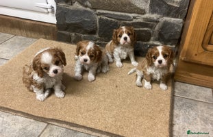 Cavalier King Charles Spaniel dogs Super KC blenheim pups - health tested parents - Advert 1