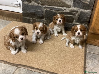 Cavalier King Charles Spaniel dogs Super KC blenheim pups - health tested parents - Advert 7