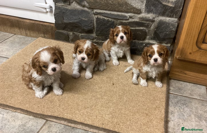 Cavalier King Charles Spaniel dogs Super KC blenheim pups - health tested parents - Advert 2