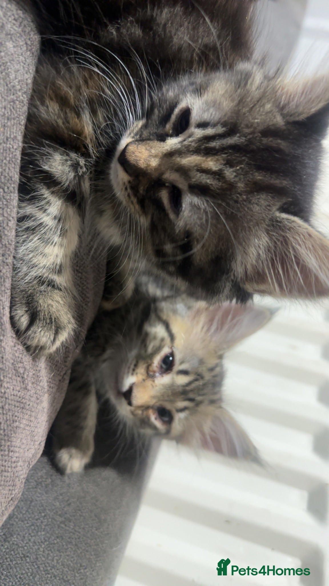 Mixed Breed cats Kittens half bengal - Advert 1