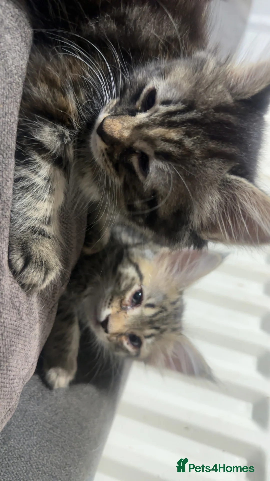 Mixed Breed cats for sale: Kittens half bengal - Advert 1