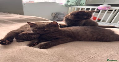 British Shorthair cats - Advert 4