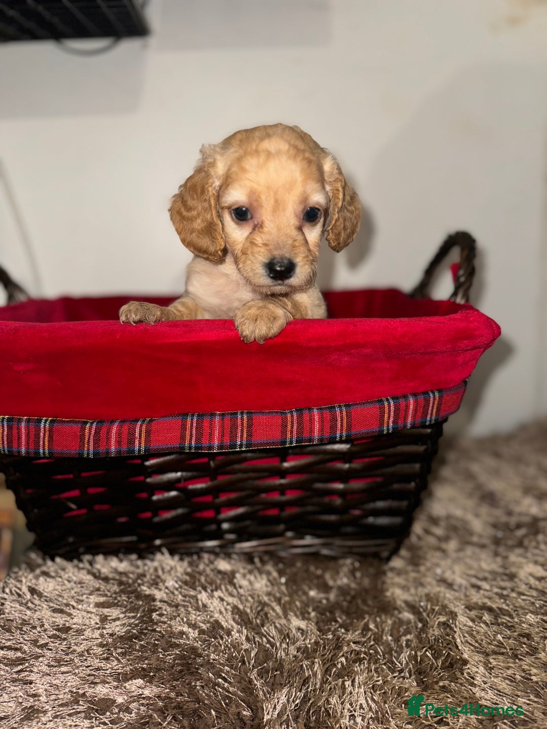Cockapoo dogs for sale: F1B COCKAPOO PUPPIES FOR SALE - Advert 4