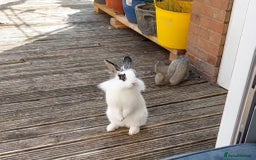 Lionhead rabbits for sale: Lionhead for free - Image 1