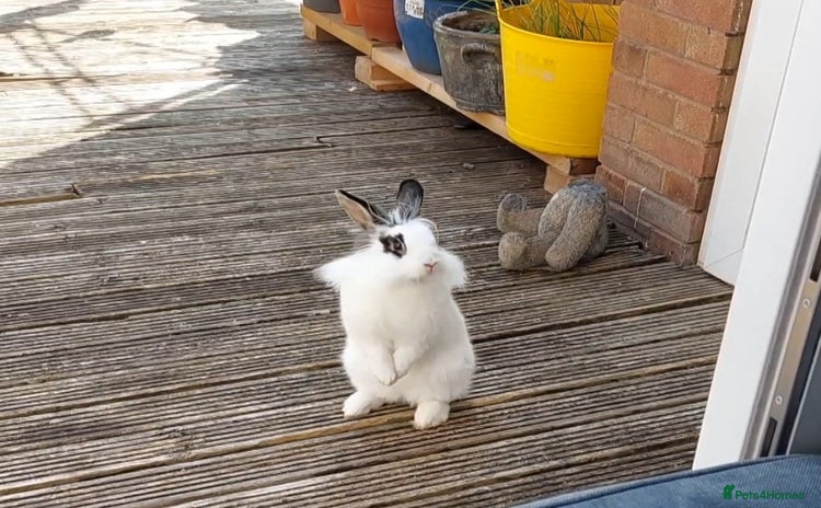Lionhead rabbits - Advert 3