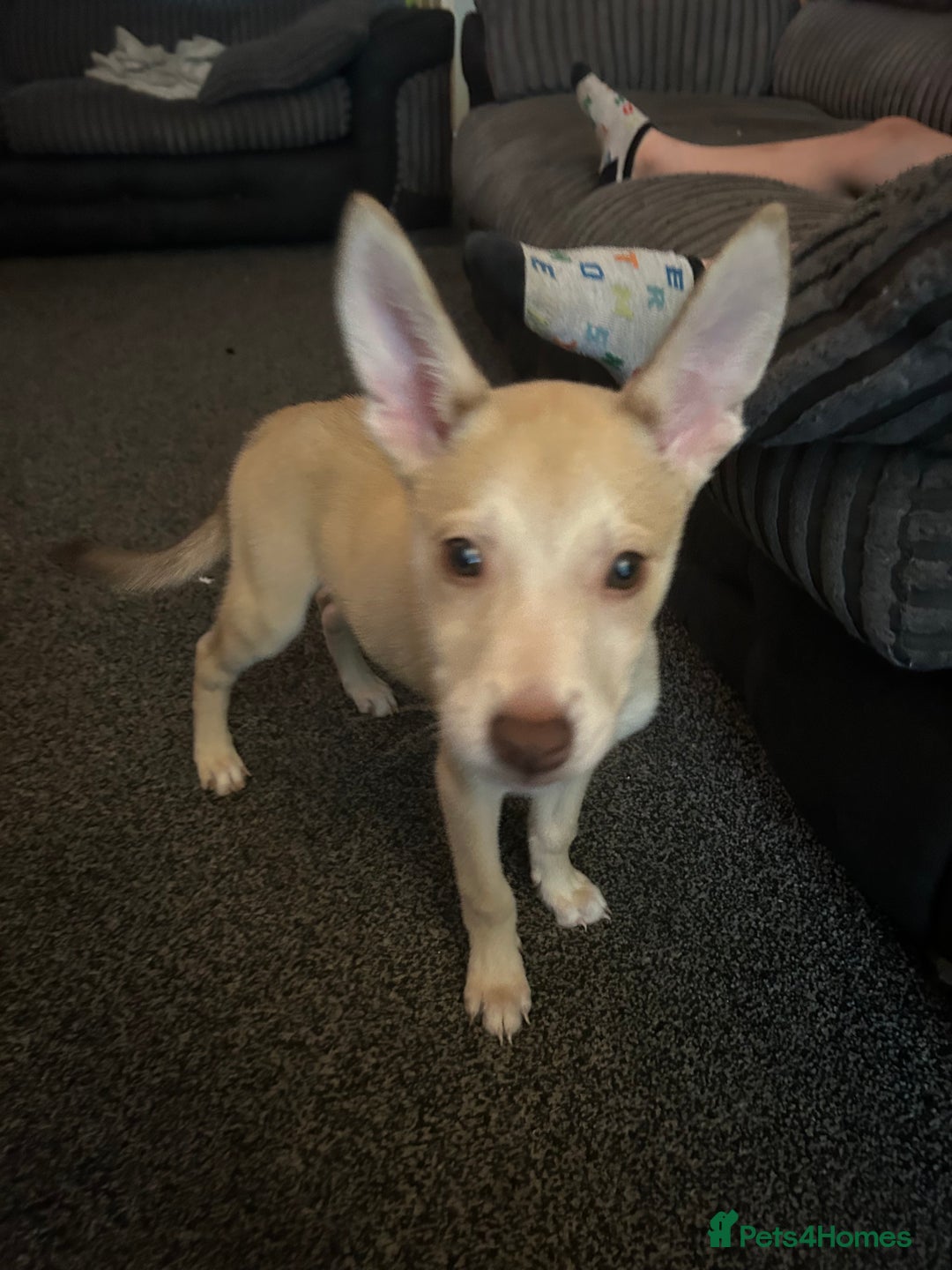 Mixed Breed dogs for sale: 1 Siberian husky cross girl pup  - Image 1