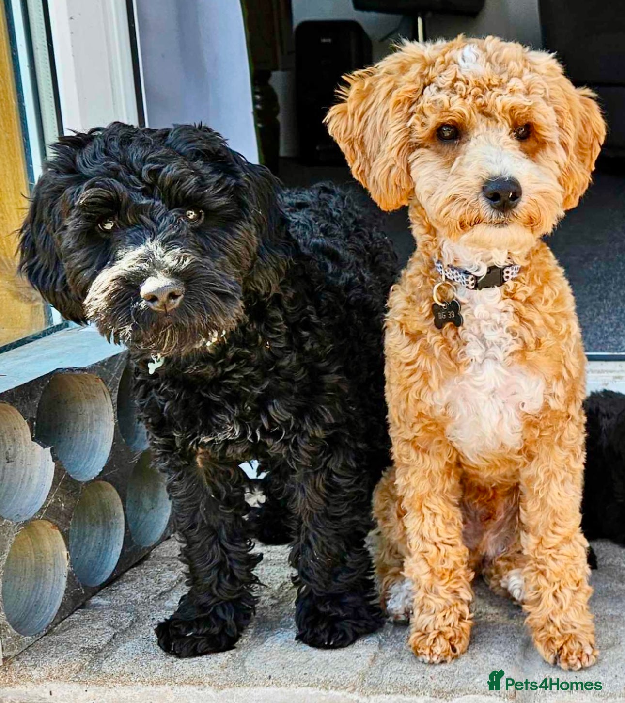 *STUD DOGS ONLY* 2 Cockapoos for stud in Bristol | Pets4Homes