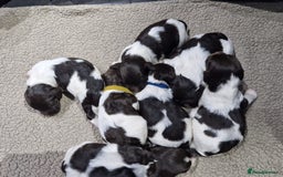 Sproodle dogs for sale: F1 Parti Sproodles 💥 REDUCED 💥 LAST TWO MALES 💥 in Kidderminster - Image 17