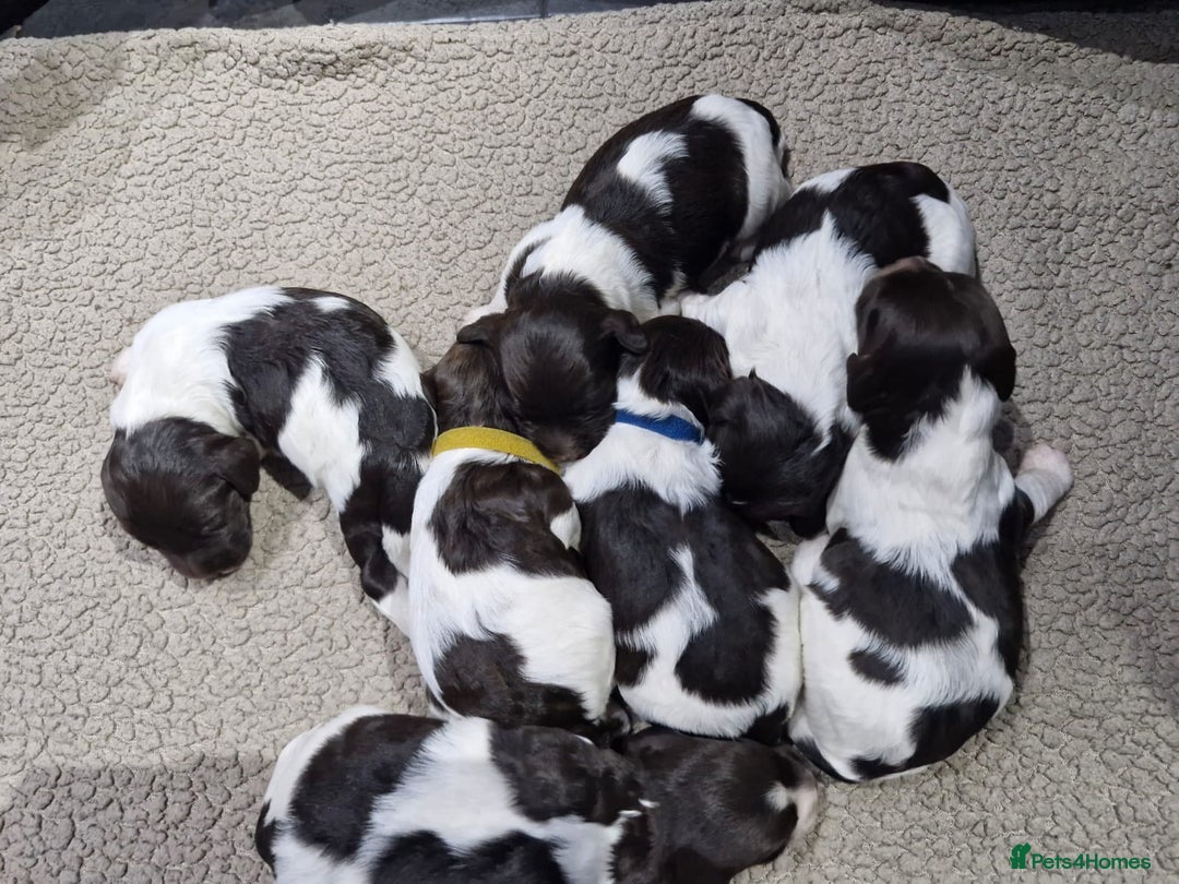 Sproodle dogs for sale: F1 Parti Sproodles 💥 REDUCED 💥 LAST TWO MALES 💥 in Kidderminster - Image 17