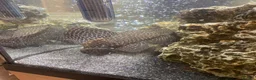 Plecos fish for sale: Pleco in Derby - Advert 2