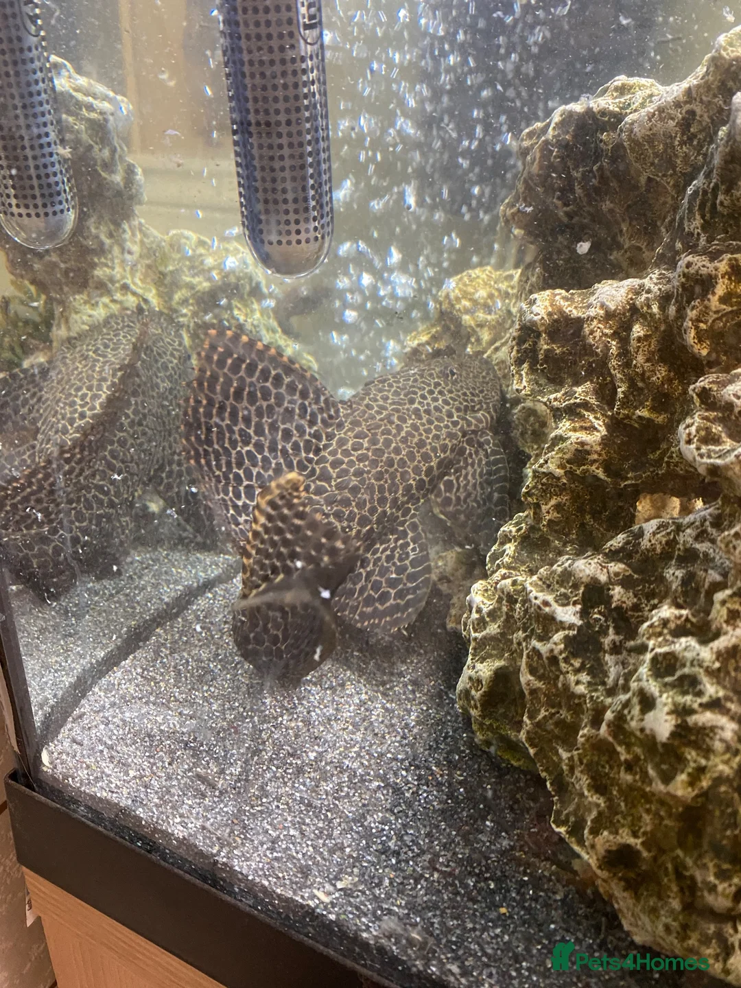Plecos fish for sale: Pleco in Derby - Advert 2