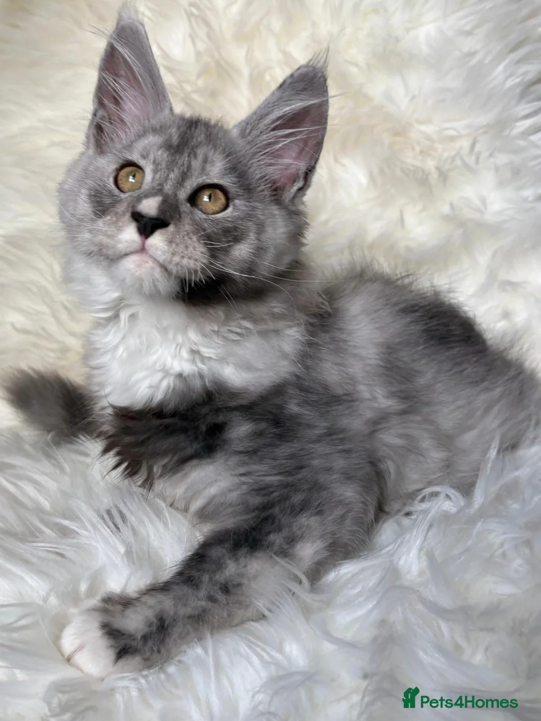Maine Coon cats for sale: XL Maine Coon Kittens for Sale – TICA Reg - Advert 17