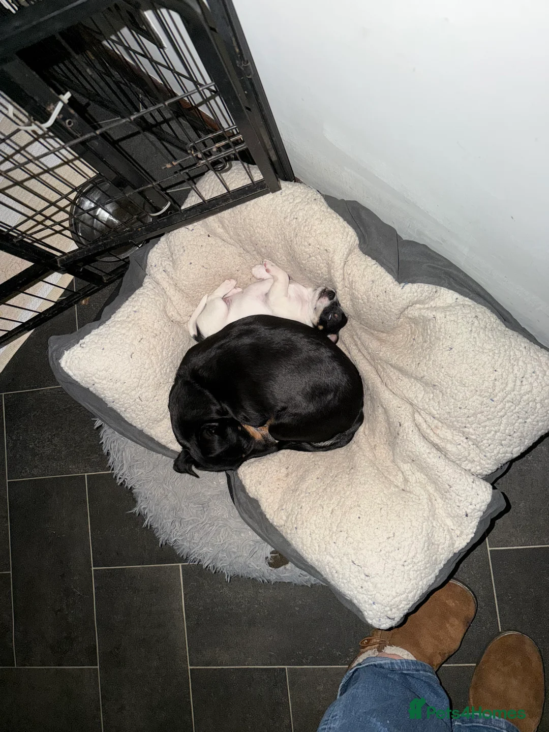 Jack Russell dogs for sale: Jack Russell  - Advert 1