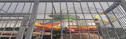Ringnecks birds for sale: Ringneck parakeet  - Advert 4