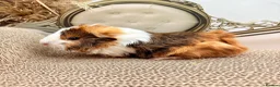 Guinea Pig rodents for sale: LOTS OF FEMALE GUINEA PIGS AVAILABLE  - Advert 2