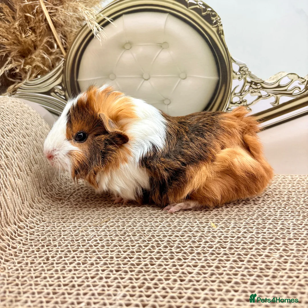 Guinea Pig rodents for sale: LOTS OF FEMALE GUINEA PIGS AVAILABLE  - Advert 2