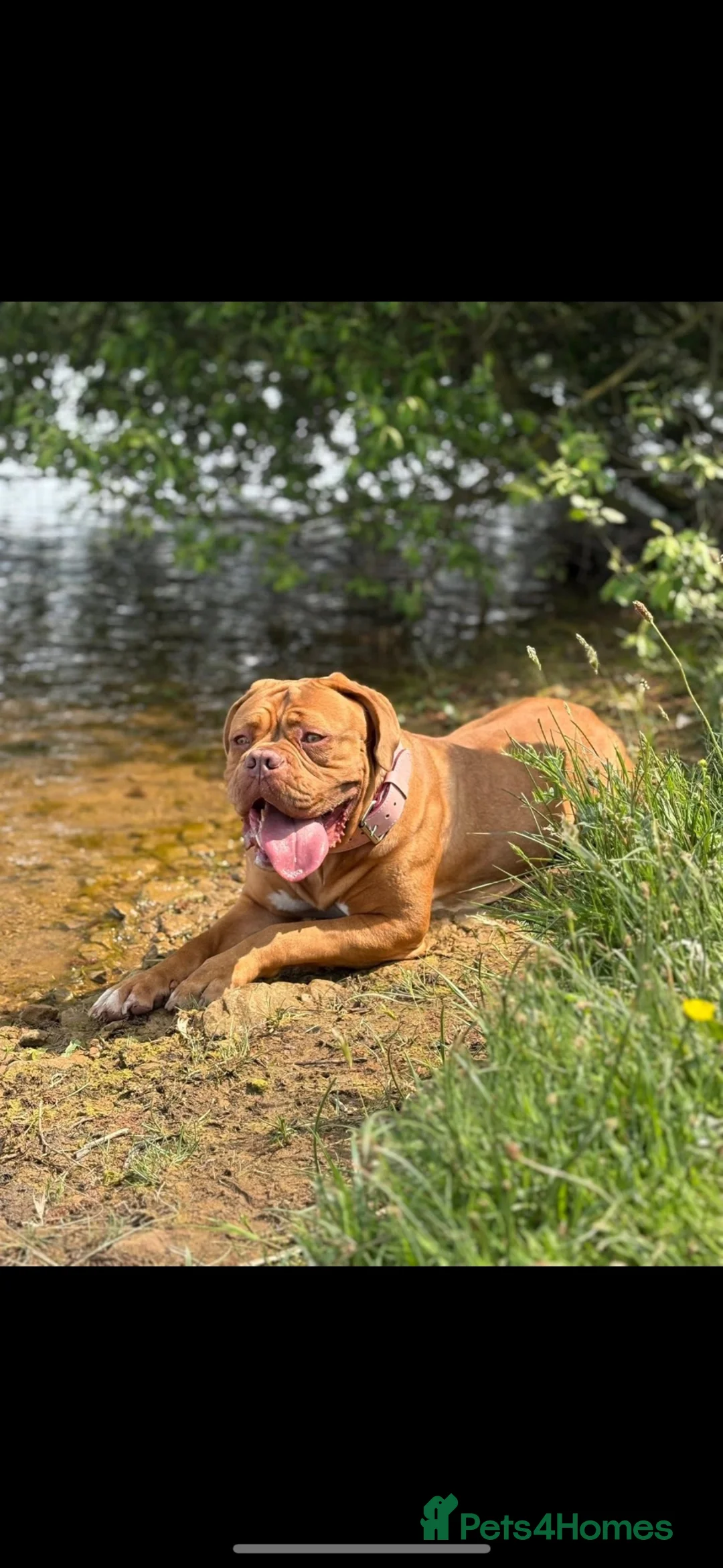 Bullmastiff dogs for sale: female Doug de bordorx for sale  in Sheffield - Advert 1