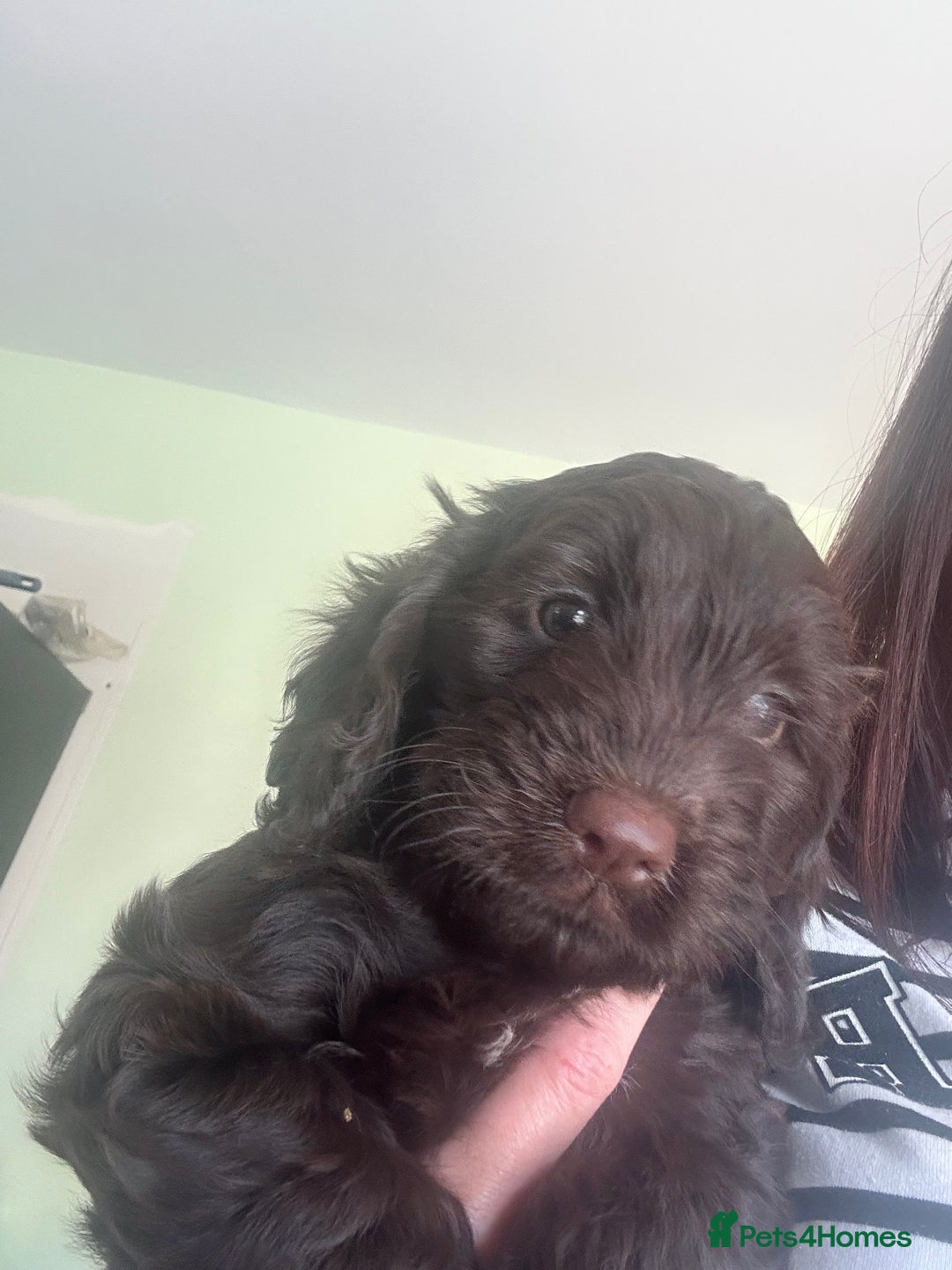 Cockapoo dogs for sale: Cockapoo for sale - Image 6
