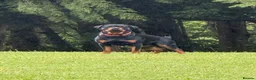 Rottweiler dogs for stud: PROVEN Health tested KC champion bloodline stud - Advert 2