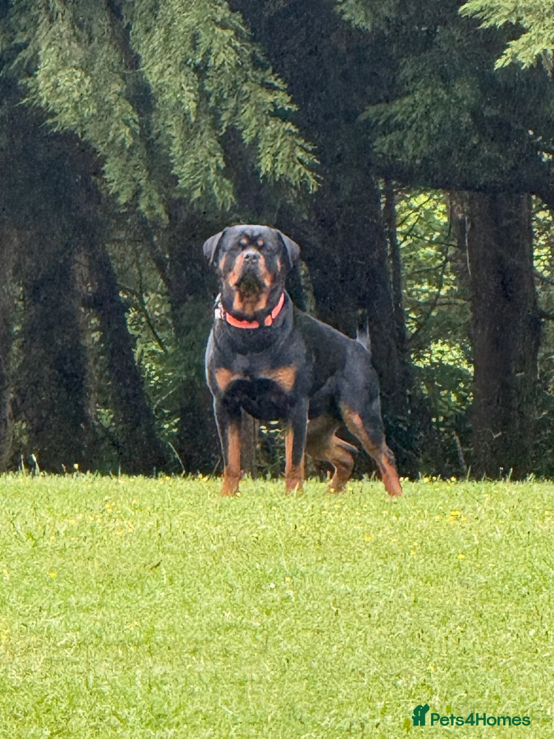 Rottweiler dogs for stud: PROVEN Health tested KC champion bloodline stud - Advert 2