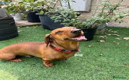 Dachshund dogs for stud: Gorgeous young Male MILO  - Image 2