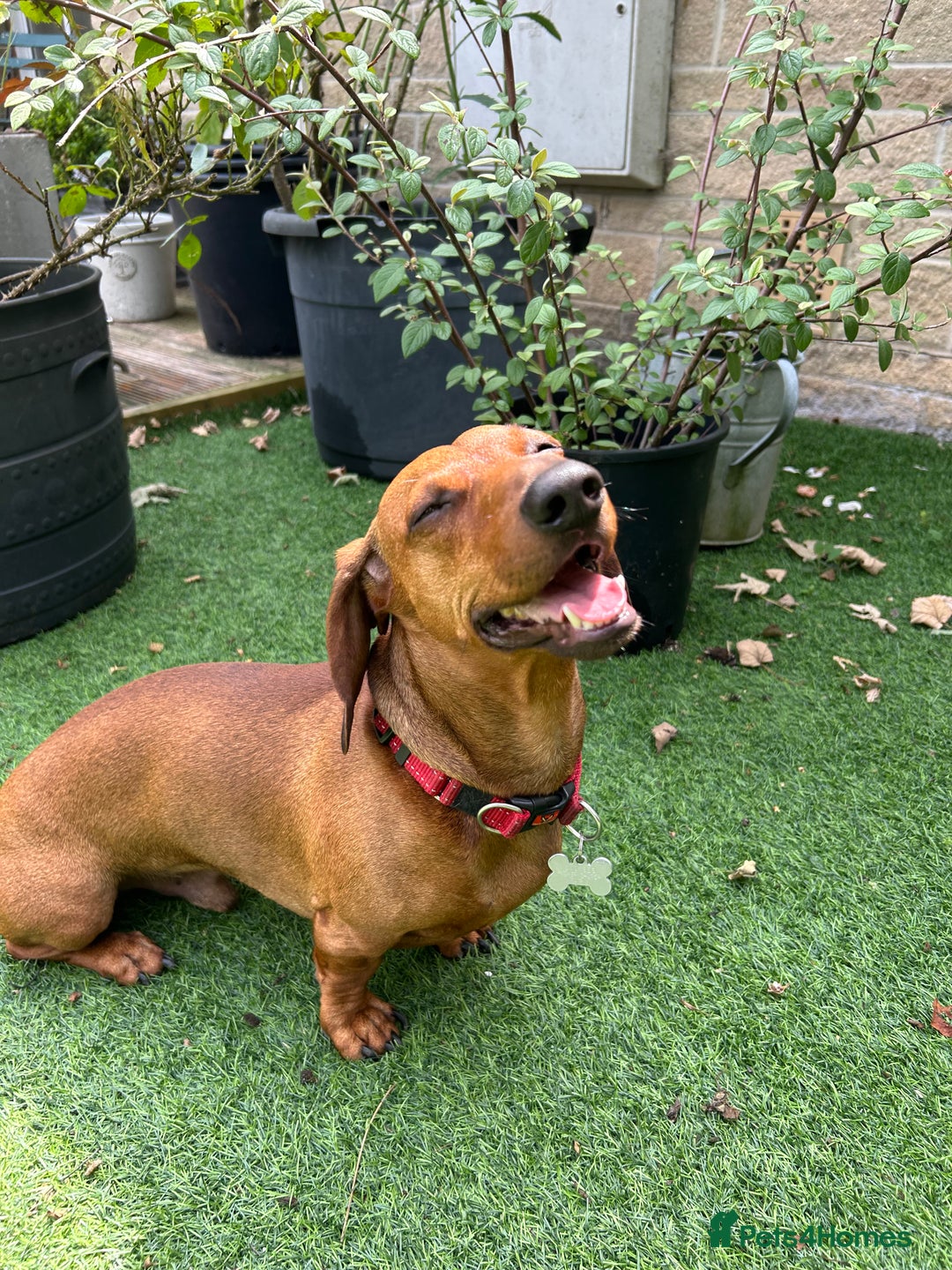 Dachshund dogs for stud: Gorgeous young Male MILO  - Image 2