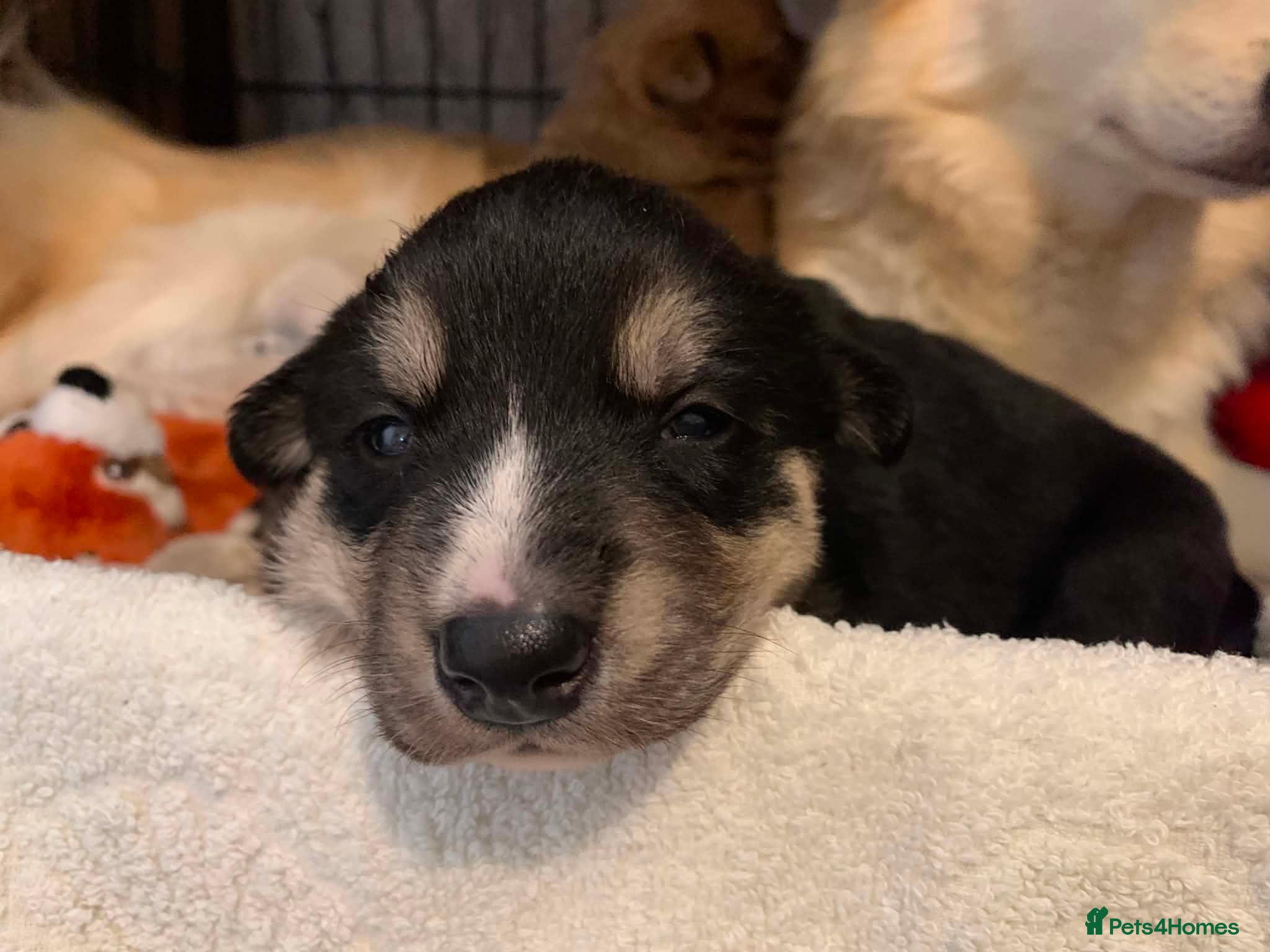 Mixed Breed dogs Collie mix  - Advert 1