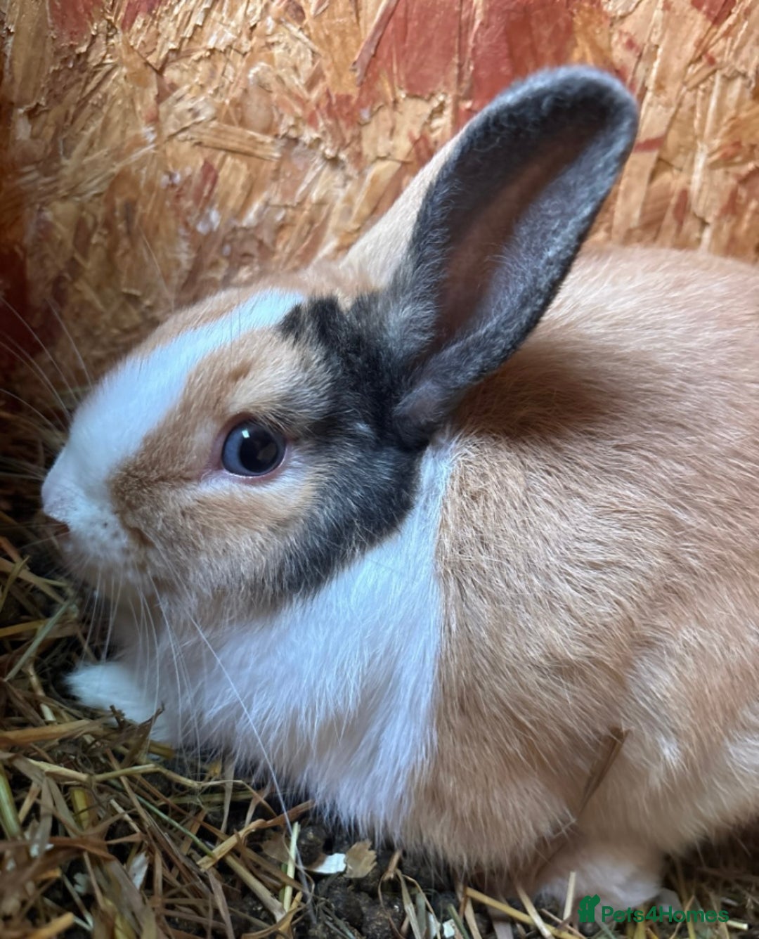 English Spot rabbits for sale: Bonded male rabbits  - Image 2