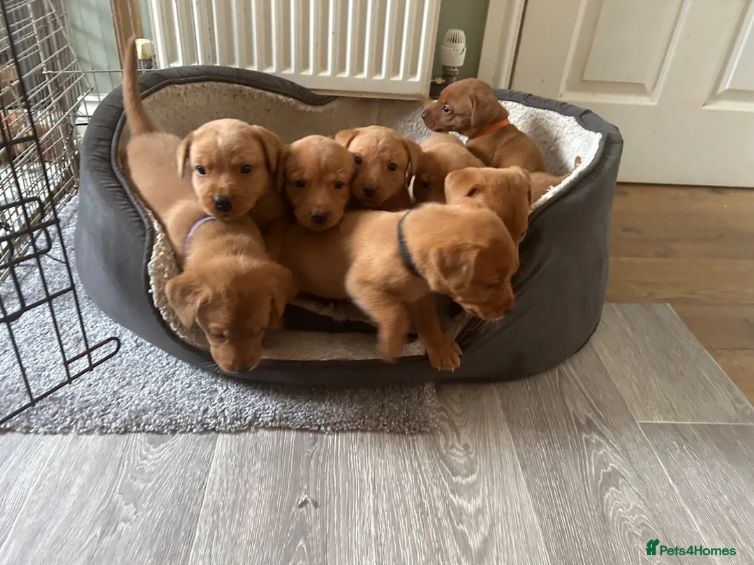 Labrador Retriever dogs for sale: KC registered stunning fox red Labrador puppies   in Llandrindod Wells - Advert 1